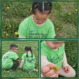 Children in Aboriginal Head Start shirts picking dandelions in the grass.
