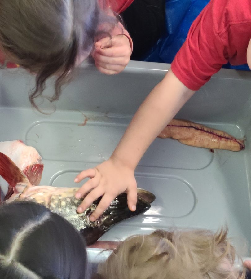 A child's hands resting on a fish laid out in a tray during a land-based lesson.