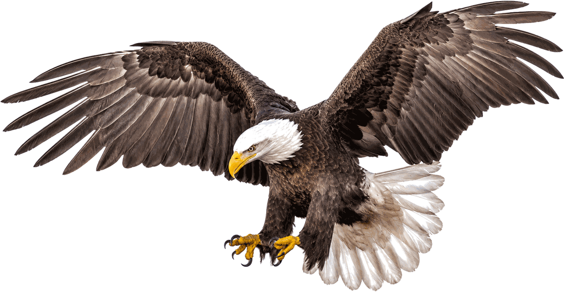 Kihew, a bald eagle, in flight with wings outstretched