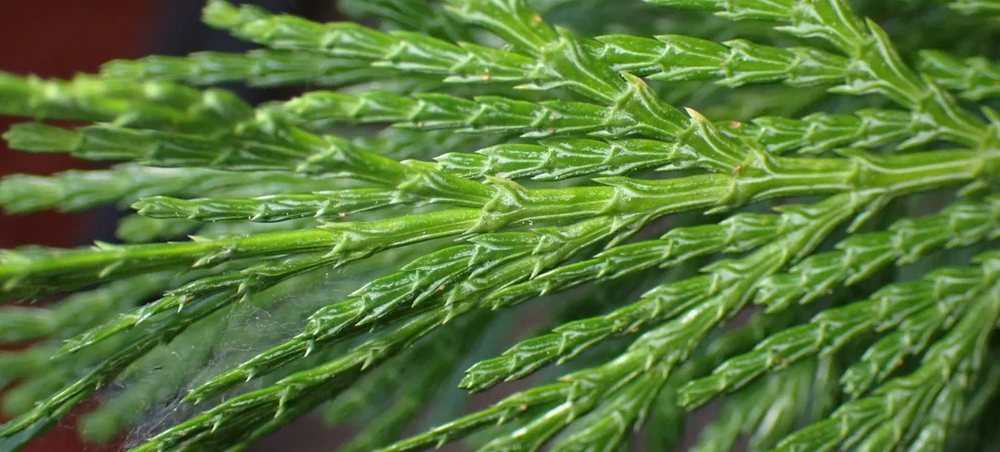 A close view of green cedar fronds